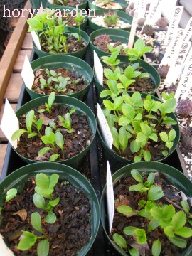 �܁c�҂��Ă��˂��c�|�b�g�グ�c���߂�患�B