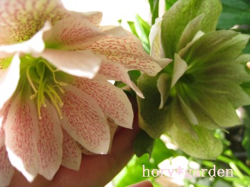 �΂Ƃق�̂�s���N�Ł`���F��