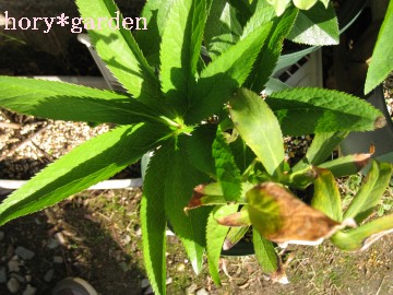 �킵�킵�킵�킵�c����I�H��N�̓A�v���̗t���ς����Ƒ@�ׂ������₯�ǁc�H�H�H