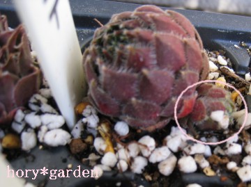 �q�������āA�������Ė��ȕ\����ˁc���͌�������Ȃ��Ȃ���