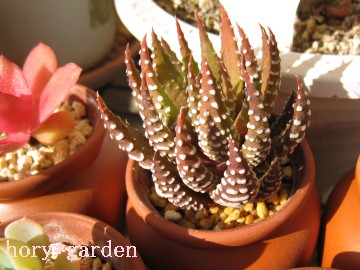 ���߂񂲂߂�A�ł�������͂Ȃ������񂾂�c�ƂقفB