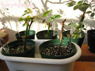 �E��O���A���傱���Ɖ肪�o�Ă��肷���₯�ǁB