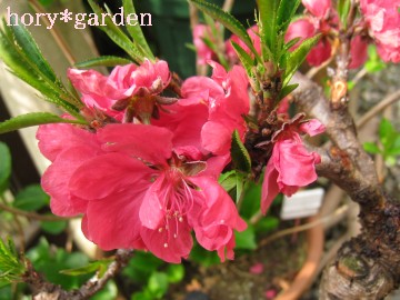 �g���������񂾂��ǂȂ��c�Ԃ����ɂȂ���������ˁB