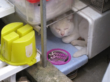 �ŋ߁A������Ƌ߂��Ɋ���Ă���悤�ɂȂ����B