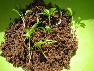 �����A�V��ƃ{�[���̐F������Ă�`�I�I�I�ł��Y��ȐV��̐F�`�I