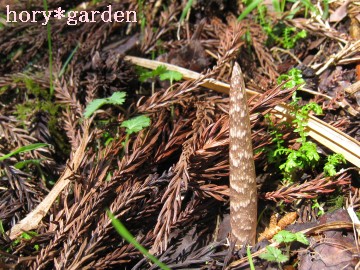 K݂ƎvĂǁALтpȂ񂾂ˁI