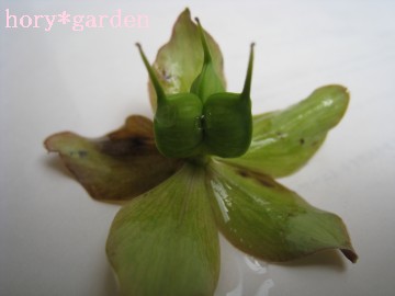 OctƂ܂ƂĂ݂ĂȂi΁j