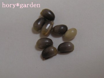 ̔̂Ƃ͓ɁcƂĔ肷̂ȂH