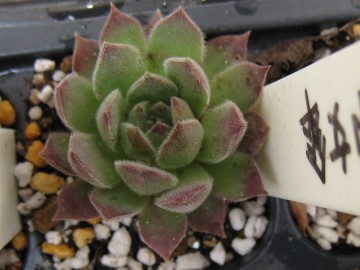 ӂӂ̎sP͊JĂӂӂłI