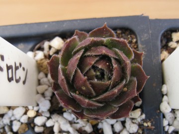 EhŕcƂƑ傫Ȃ͂c傫Ȕɂ悤ƁI