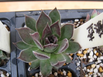 gC̎lp͂ݏo邭炢Ђ炢I