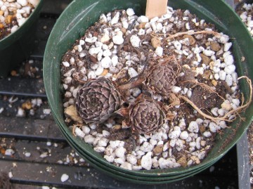 A̎A\Ăācقړyɏ悹邾ȊłI