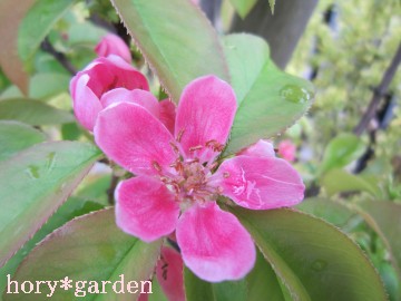 �ԗ��̂ǃs���N�I�q�Ԃ����炷����������`��