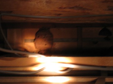 �������T���́c���n���H�I