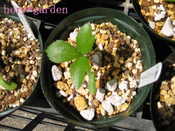 �ĂĂāA�V�g�̉H������Ċ����Ő؂ꍞ�݂������Ă那��