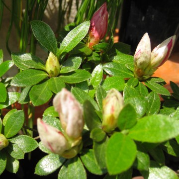 �����͉J����A�ʐ^�͓��j���̂����ł��I