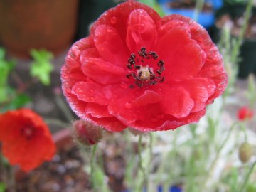 �J�ɔG��āc�������̂����Y��ȐԂ��킟��