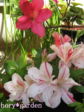 N͐Ԃ炢Ăǁc͂`C̎}ȁH