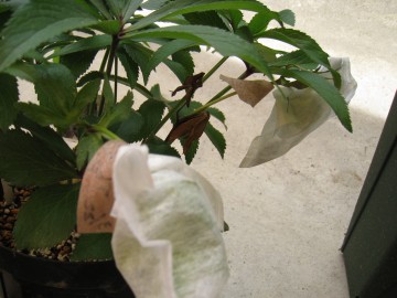 킪d̂ȁc_ƂȂ񂾂ǁci΁j