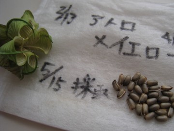 Ag~CG[̎͂ƐFcAg̉eH