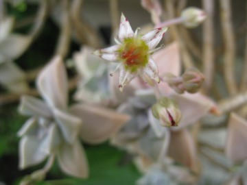 [ƁA_XĂ񂾂ˁ􂠂cAւȂI