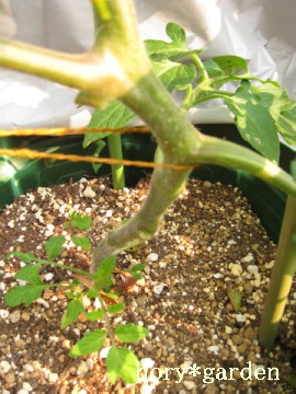 ƃggĂ邯ǁA󕲏oĂ邩ȂH