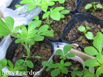 ӂӁAǂȂԂ炭񂩂ȁHy݂ρ[L܂I