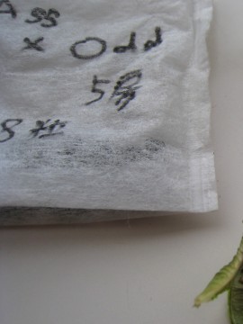 ̎悵́As菜ā@܂ɓ꒼I