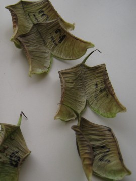 {ɒn`ȍƂȂ̂˂i΁jȂǁi΁j