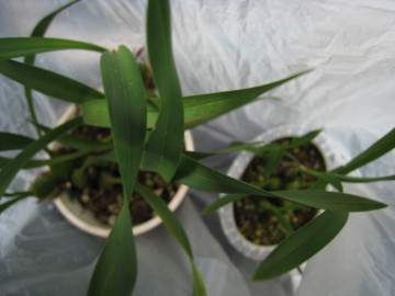 c̂ƂƓԍ炭悤Ɋ撣