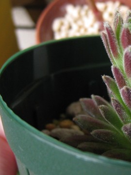 [AԂьNȂłȂɑ傫ȂĂIH