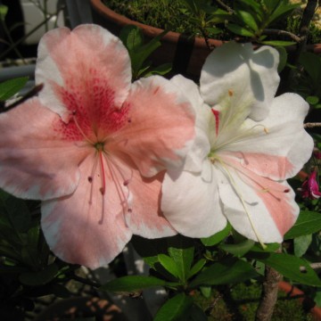 c[AnƑȂAւȂ˂Aԕ̖̂ȂȂcij