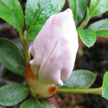 ꐶ̏tAď߂jPNI炭ˁ