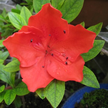 ́AJĂȂI傫Č́Iڗ́I