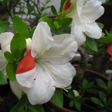 A{̐F˂A̐ԁI̐炩ȔncI