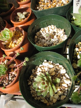 ƕĂƉX͂̊ɐNꂻȂi΁j