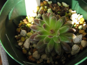 Ԃ̏ьN͂Ȃ񂩗tςĂāAꌩ؂ĂȂ݂ɌȂB