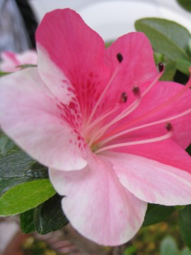 ߁{n̉cȂ񂩉Ԍ|W悤ȊłтI