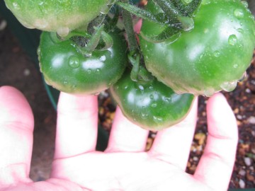 傫rׂ̈Ɂcx̃JTJT̎ڂĂ݂AĂւց