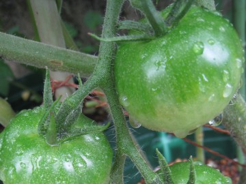 ͔|ǁAJJbg͂Ă܂cꏊȂi΁j