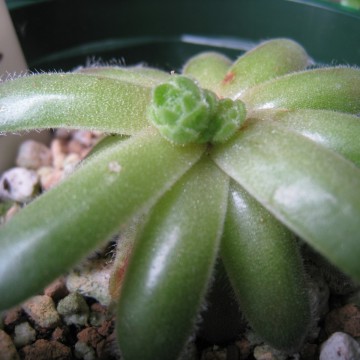 Silver AndreAoĂ̂͒xłAlɁcӂӂӁ