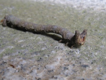 ̏܂ŃAȖ؂̎}̐؂݂c[Ԃ₟I