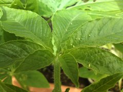 PAQcRASATAUcVIIIςV那ij