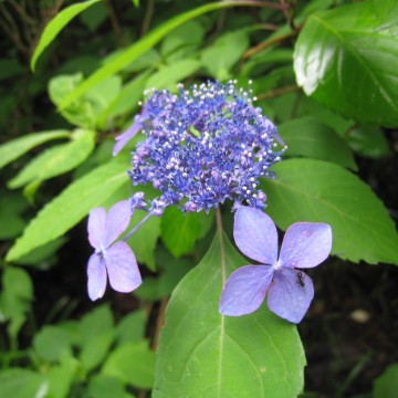 AAɂ́􂤂ƈꏏŎzԌɗ́H