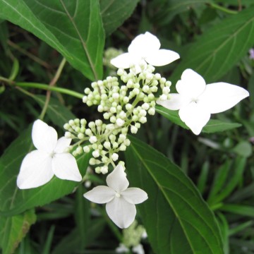 ̎ʐ^ԃsgÂi΁jTCY牽Ƃv