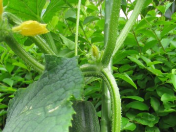 ̓vybg̐_łAt悤ɐHĂ܂I