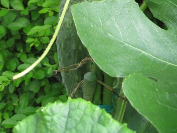 ARƃrjRŗUĂ܂c`HׂWȂ񂩂H