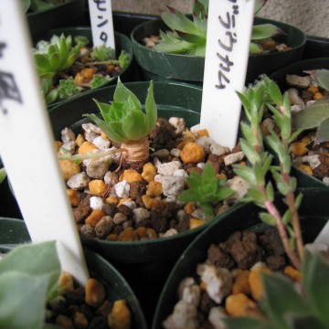 n߂ƈuȂ񂾂c撣ĂĂ悤ƁI