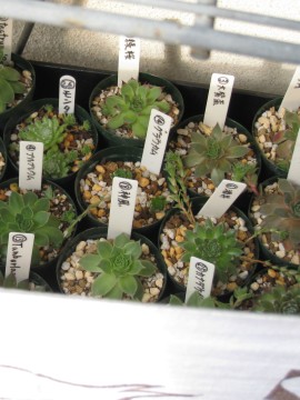 ̃OEJcŌ炱ȊBCȂȂB