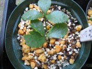 ̎qԑ傫Ă邩ȂHsNdd